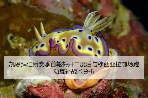 凯恩拜仁新赛季首轮梅开二度后与穆西亚拉前场跑动互补战术分析